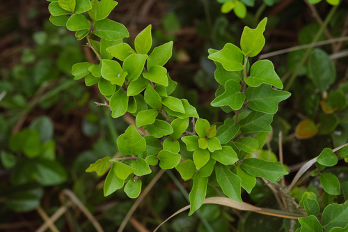 Maclura tricuspidata (Che) — photo