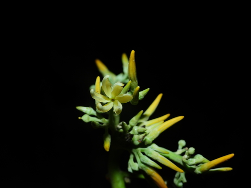Macoubea guianensis (Pequia nut) — photo