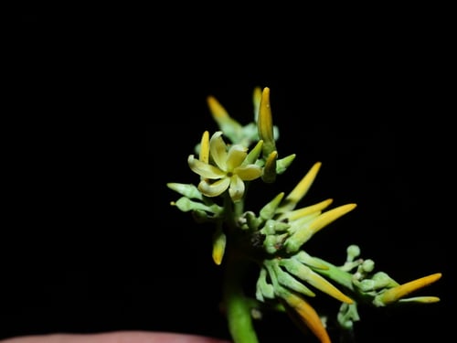Macoubea guianensis