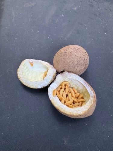 Macoubea guianensis (Pequia nut) — photo