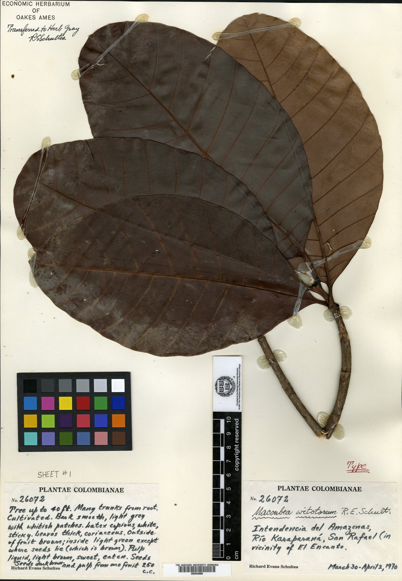 Macoubea witotorum — photo