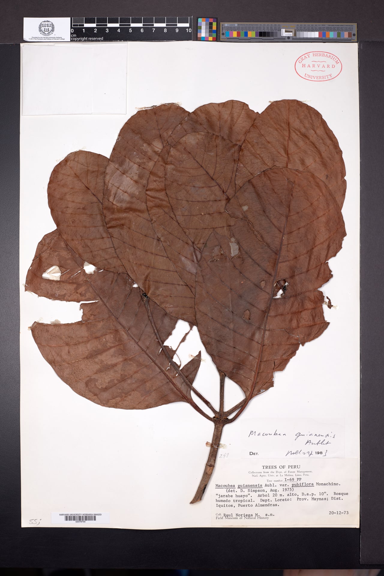 Macoubea witotorum
