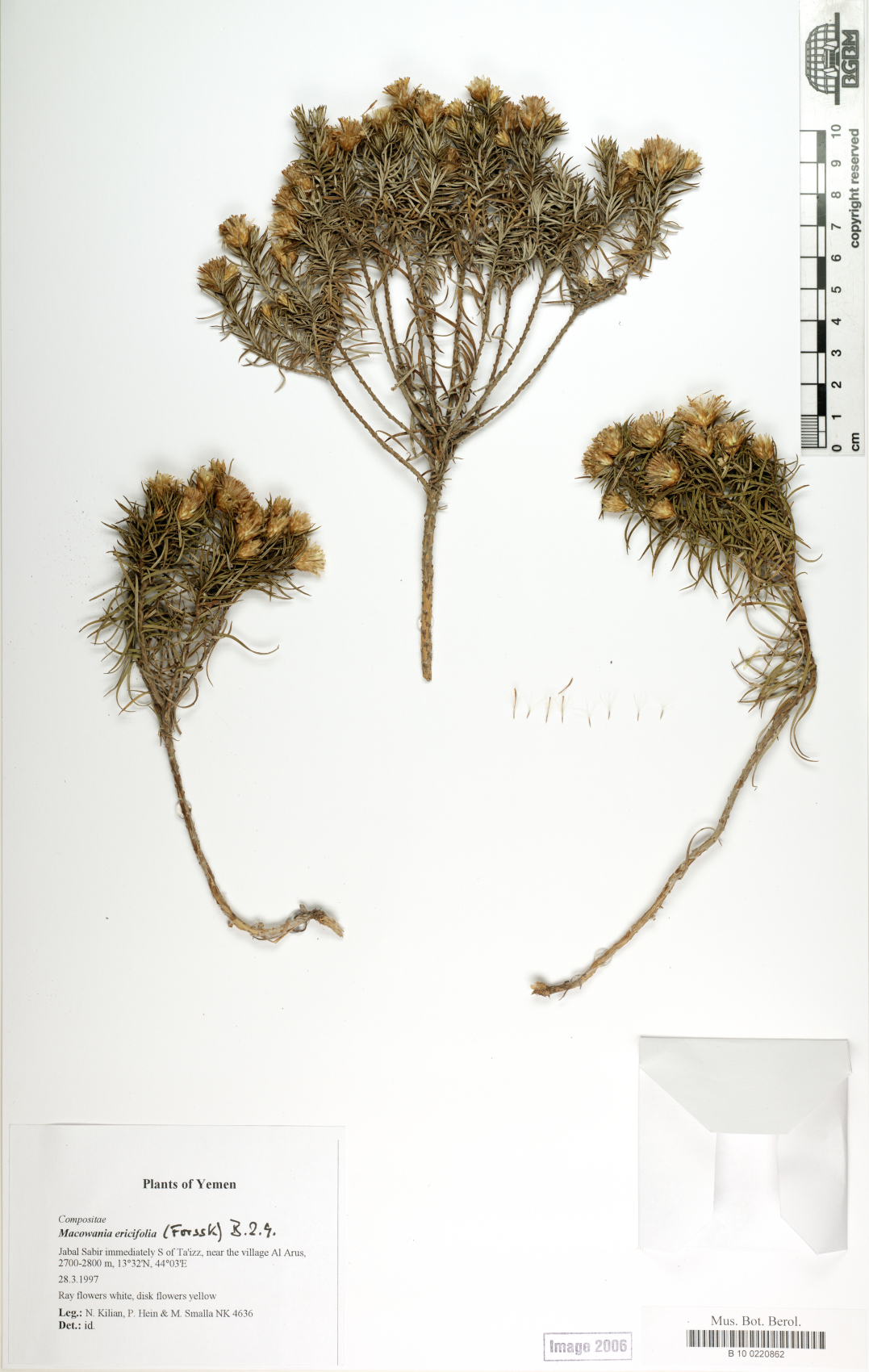 Macowania ericifolia — photo