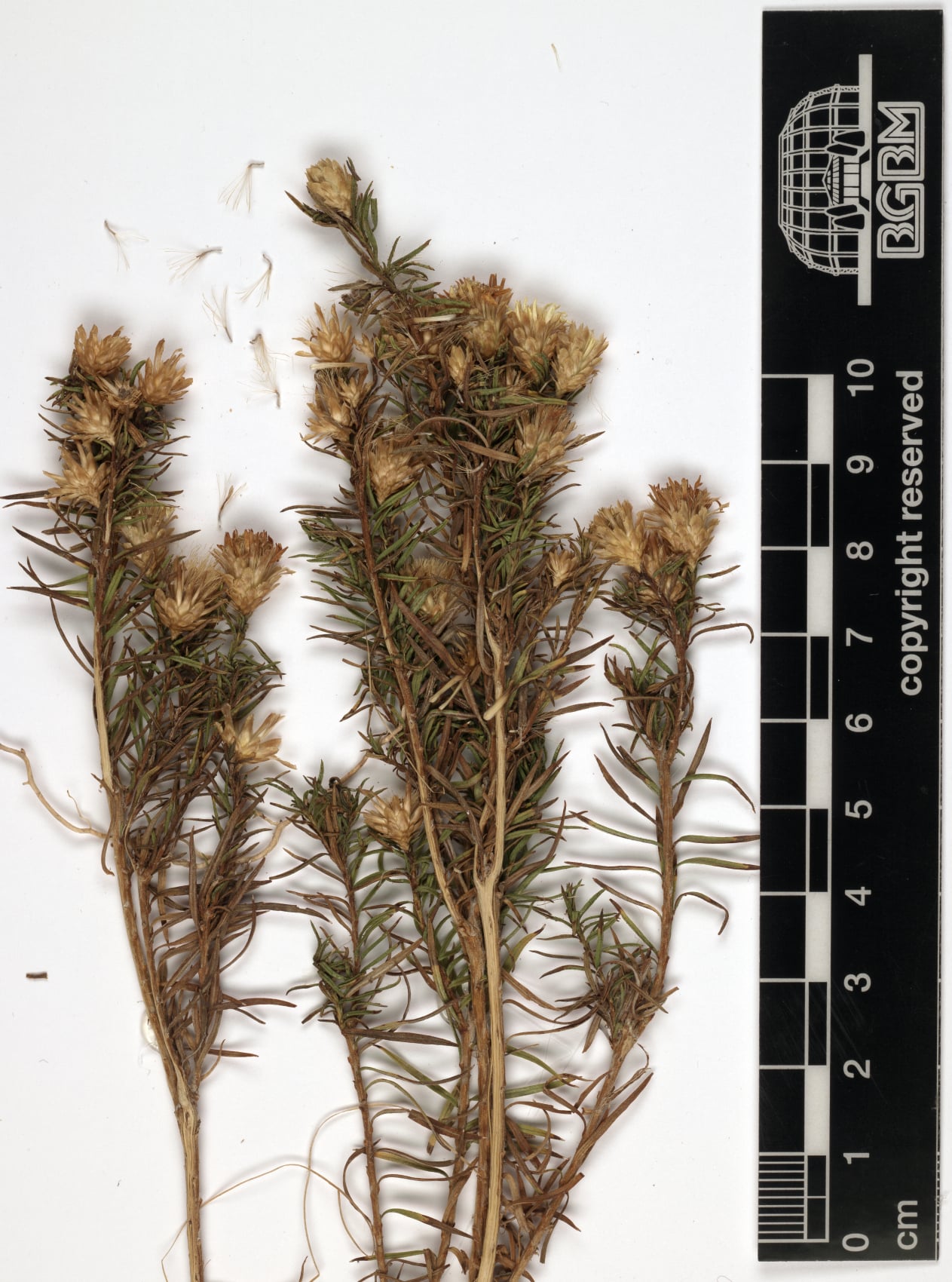 Macowania ericifolia — photo