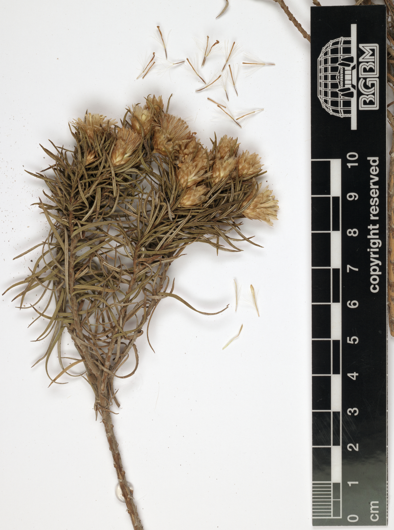 Macowania ericifolia