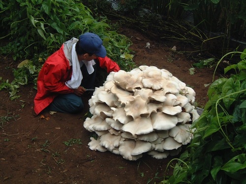 Macrocybe gigantea — photo