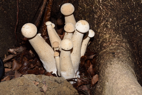 Macrocybe gigantea — photo
