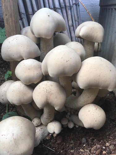 Macrocybe gigantea