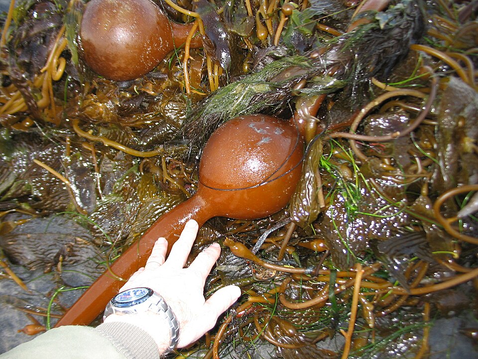 Macrocystis luetkeana (Giant kelp) — photo
