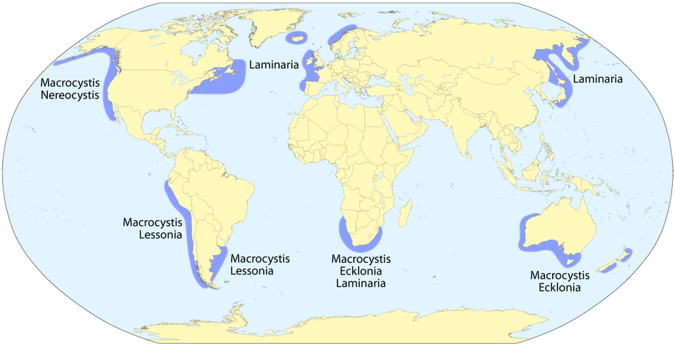 Macrocystis luetkeana