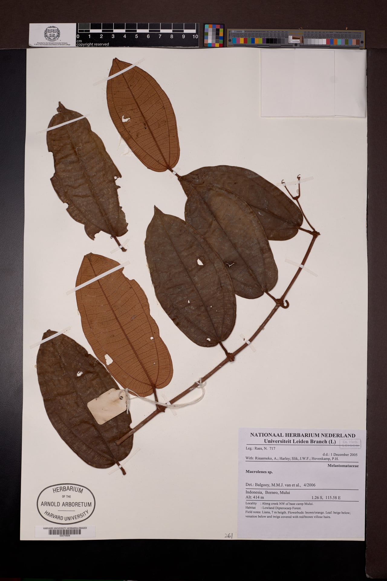 Macrolenes pachygyna