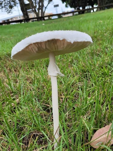 Macrolepiota dolichaula — photo