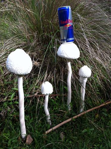 Macrolepiota dolichaula