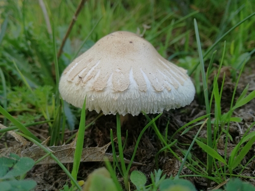 Macrolepiota excoriata var. rubescens — photo