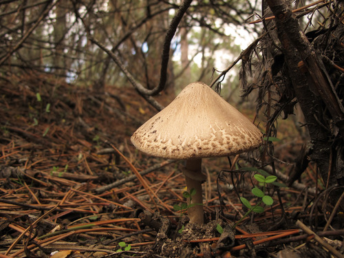 Macrolepiota excoriata var. rubescens — photo