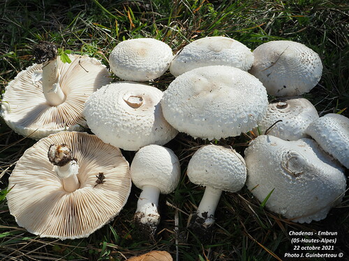 Macrolepiota excoriata var. rubescens