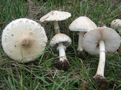 Macrolepiota excoriata