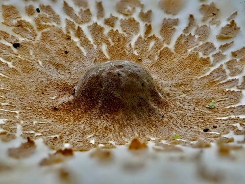 Macrolepiota gracilenta var. goossensiae — photo