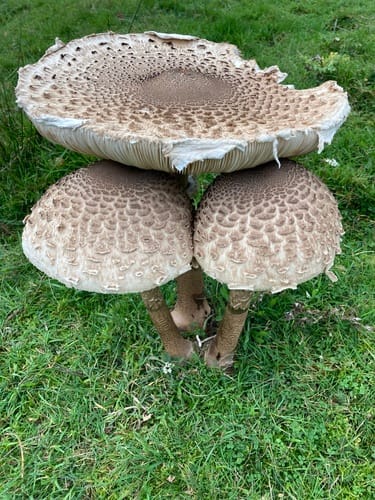 Macrolepiota procera var. vezo — photo