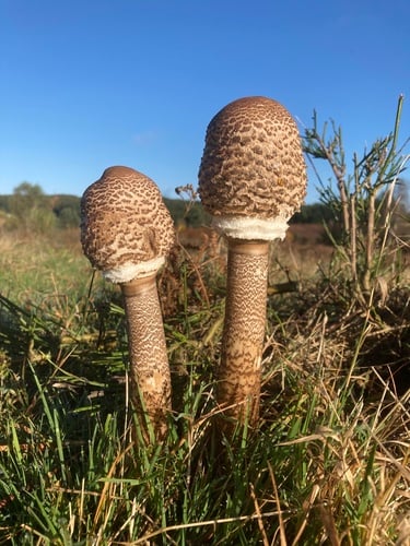 Macrolepiota procera var. vezo