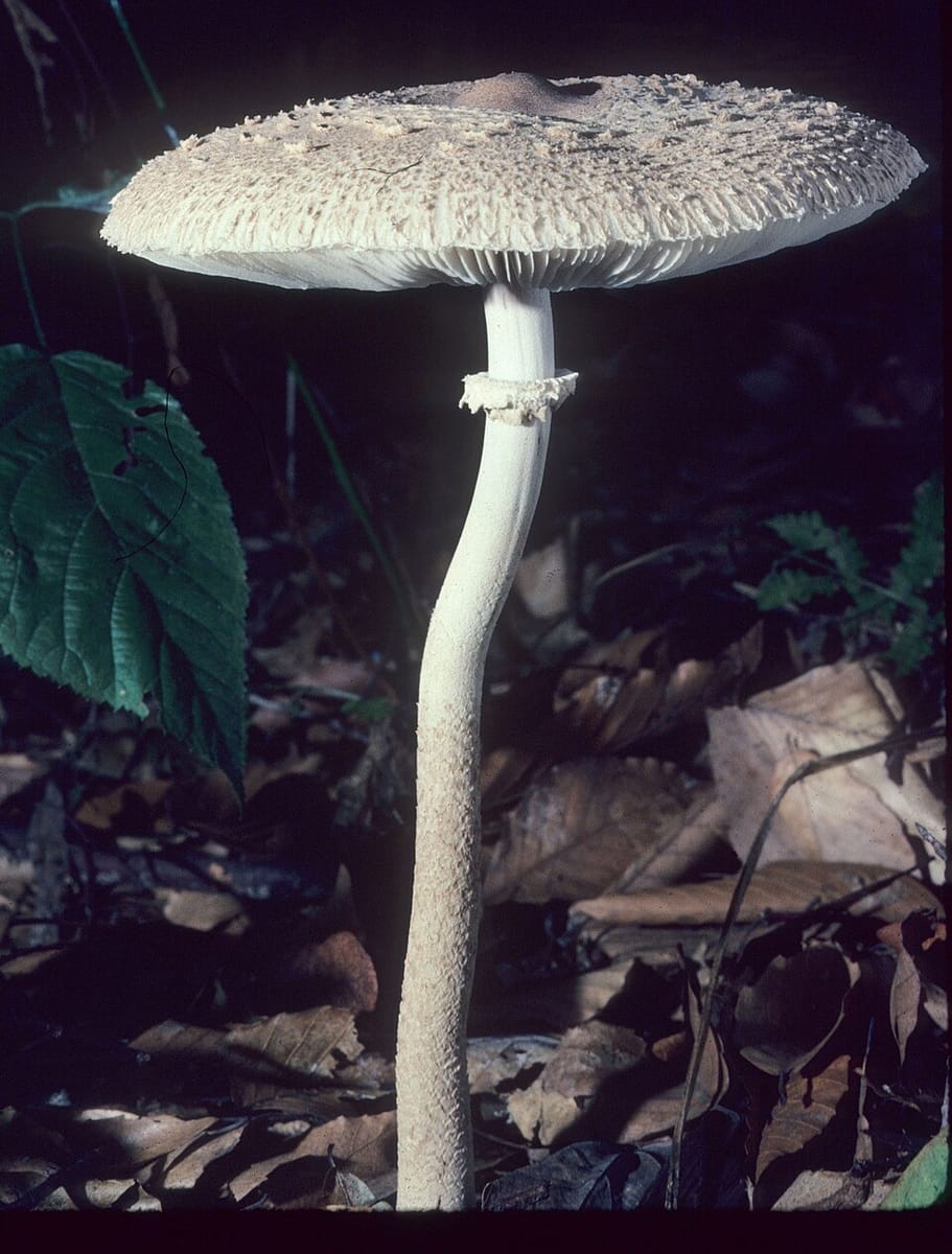Macrolepiota prominens — photo