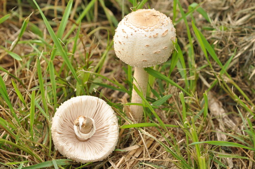 Macrolepiota prominens