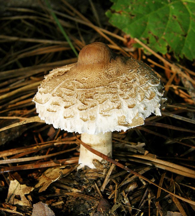 Macrolepiota prominens — photo