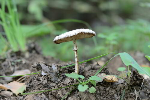 Macrolepiota puellaris — photo