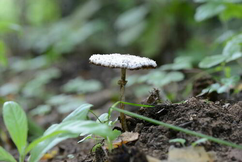 Macrolepiota puellaris — photo