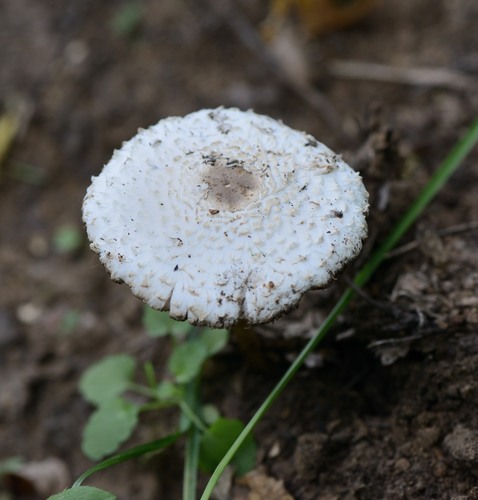 Macrolepiota puellaris