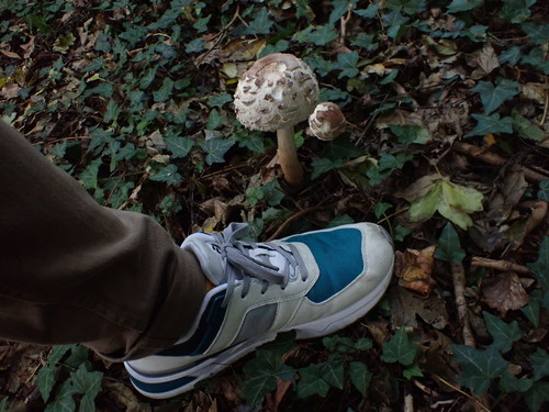 Macrolepiota rhacodes