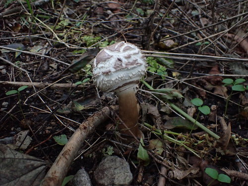 Macrolepiota rhacodes (Shaggy Parasol) — photo