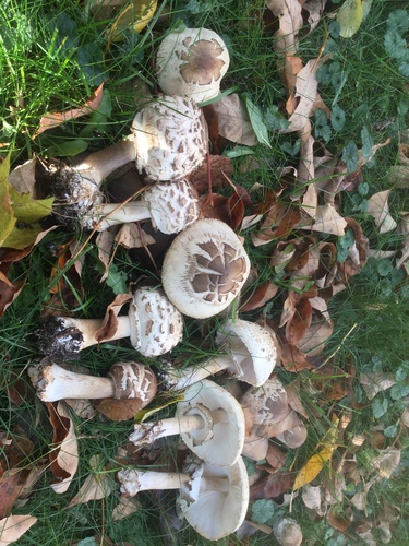Macrolepiota rhacodes (Shaggy Parasol) — photo