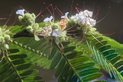 Macrolobium acaciifolium — photo