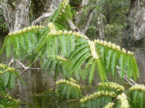 Macrolobium acaciifolium — photo