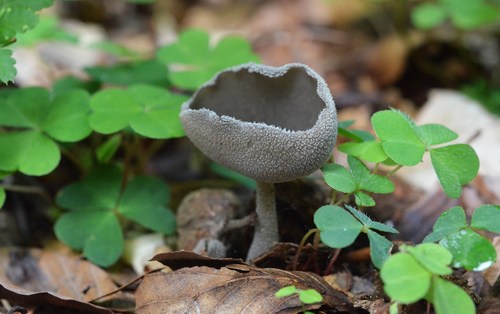 Macropodia macropus — photo