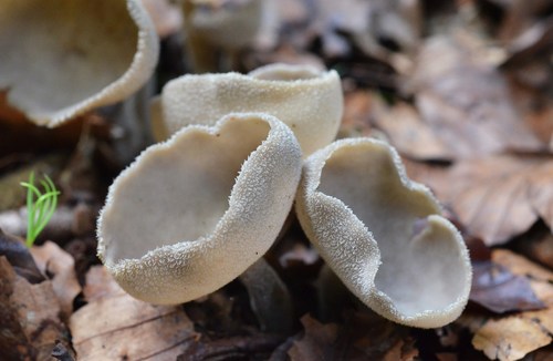 Macropodia macropus — photo
