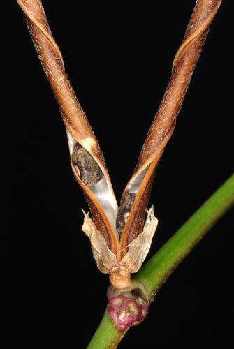 Macroptilium lathyroides (Phasemy bean) — photo