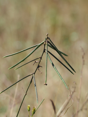 Macroptilium lathyroides (Phasemy bean) — photo