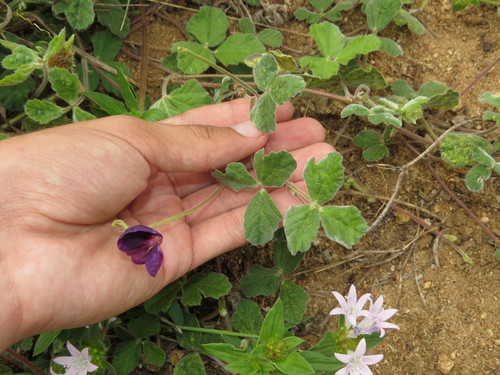 Macroptilium panduratum — photo