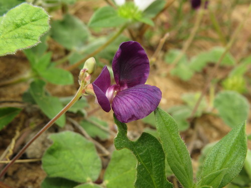 Macroptilium panduratum