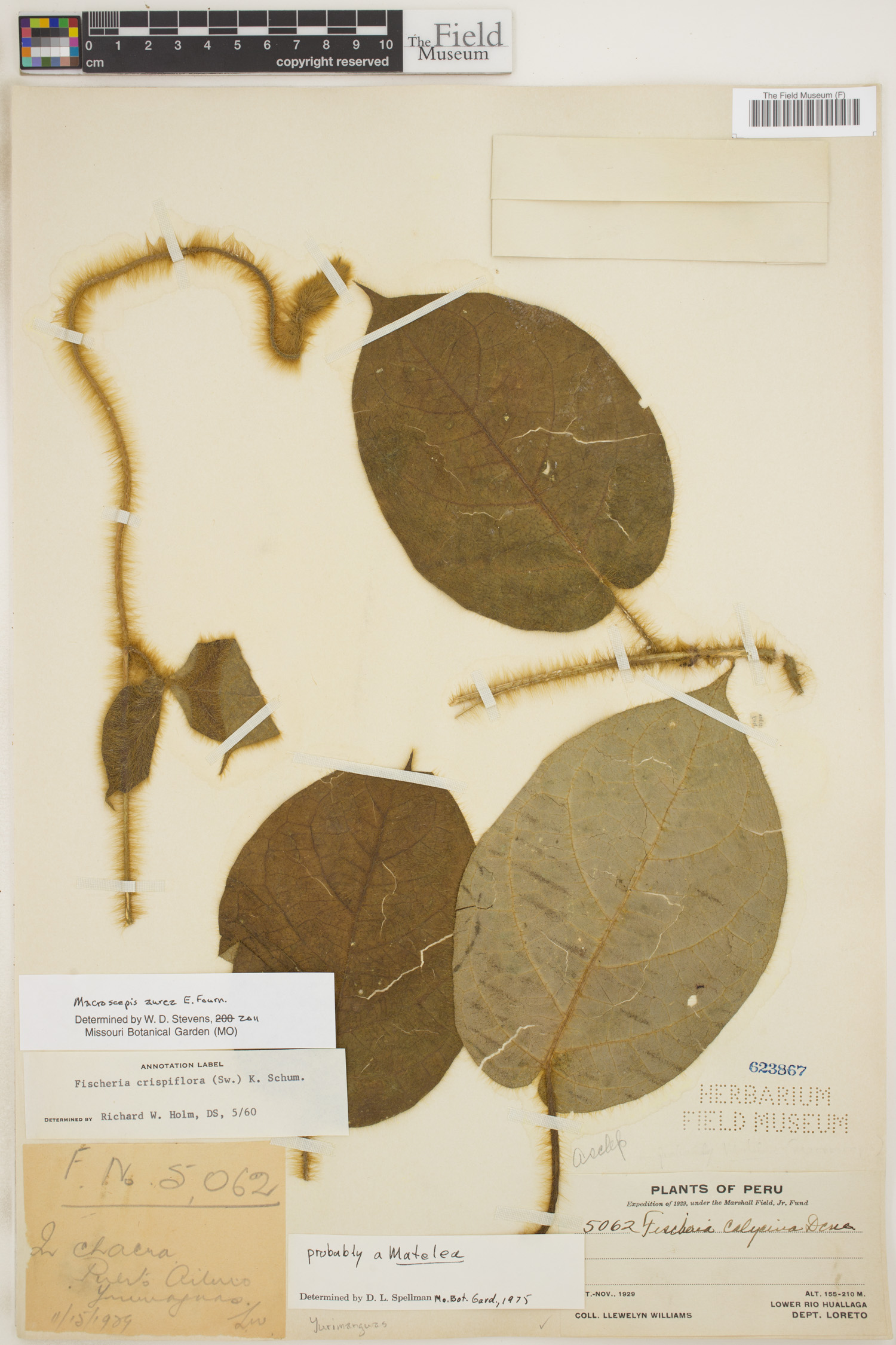 Macroscepis aurea — photo