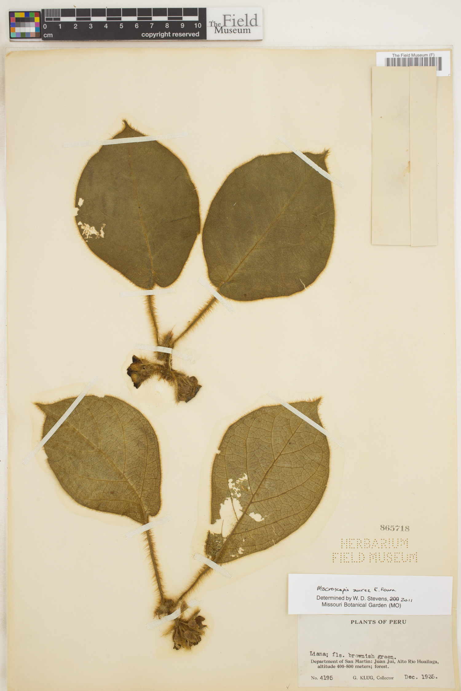 Macroscepis aurea