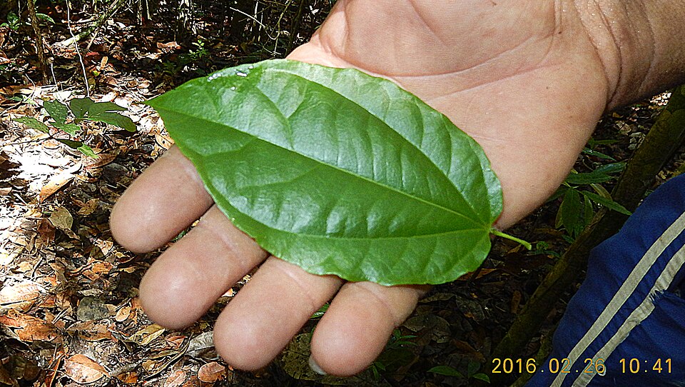Macrothumia kuhlmannii (Kuhlmann macrothumia) — photo
