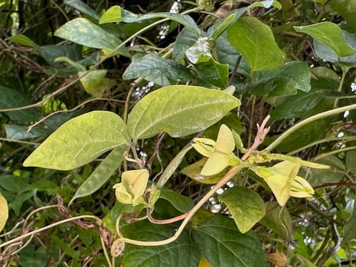 Macrotyloma axillare (Lime-yellow pea) — photo