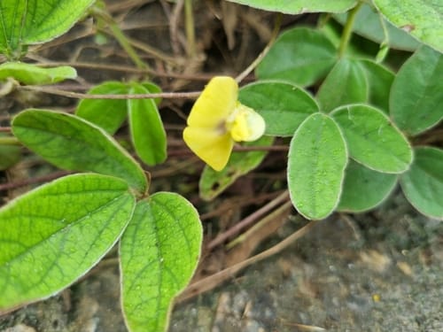 Macrotyloma maranguense — photo