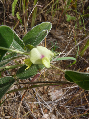 Macrotyloma maranguense