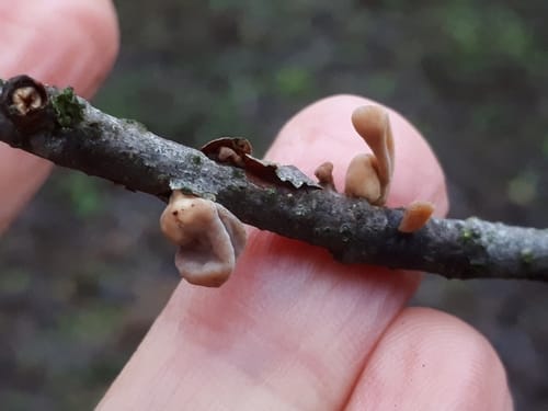 Macrotyphula fistulosa (Club fungi) — photo