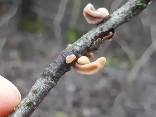 Macrotyphula fistulosa (Club fungi) — photo