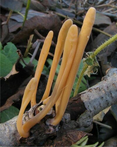 Clavariaceae